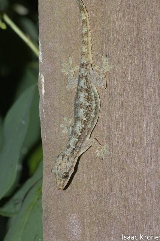 Garnot's House Gecko