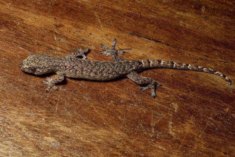 Ba Na Dwarf Gecko