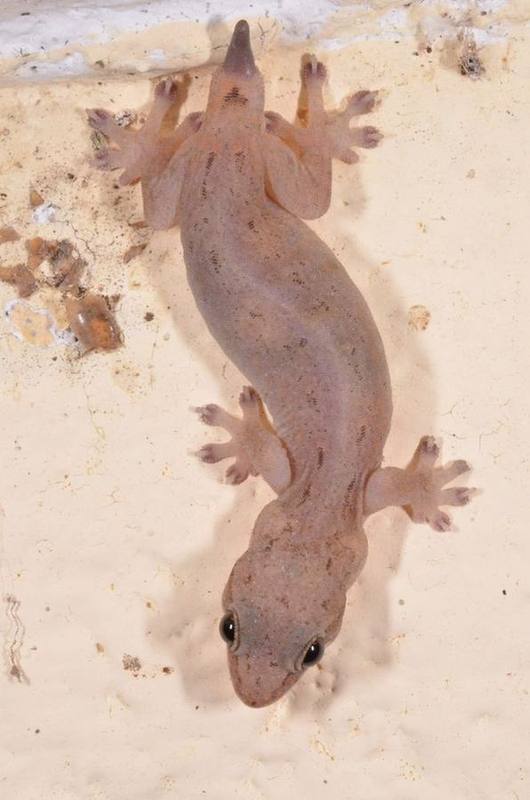 Hemiphyllodactylus dalatensis