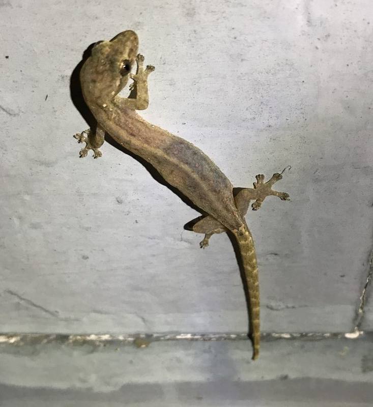 Indo-Pacific Slender Gecko