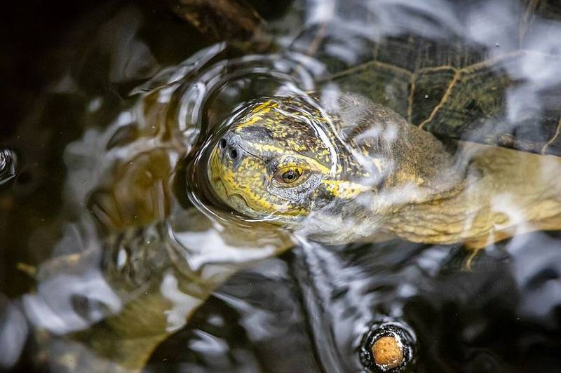 Yellow-headed Temple Turtle