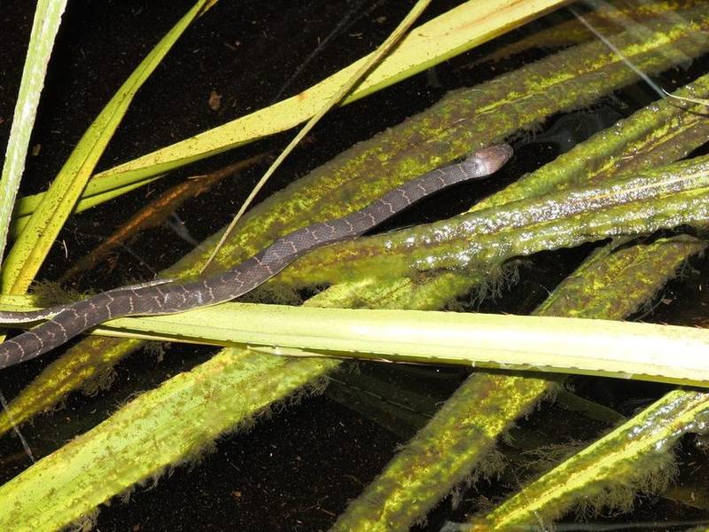 Puff-faced Water Snake