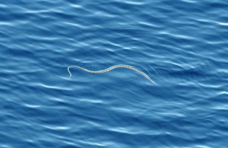 Blunt-banded Sea Snake