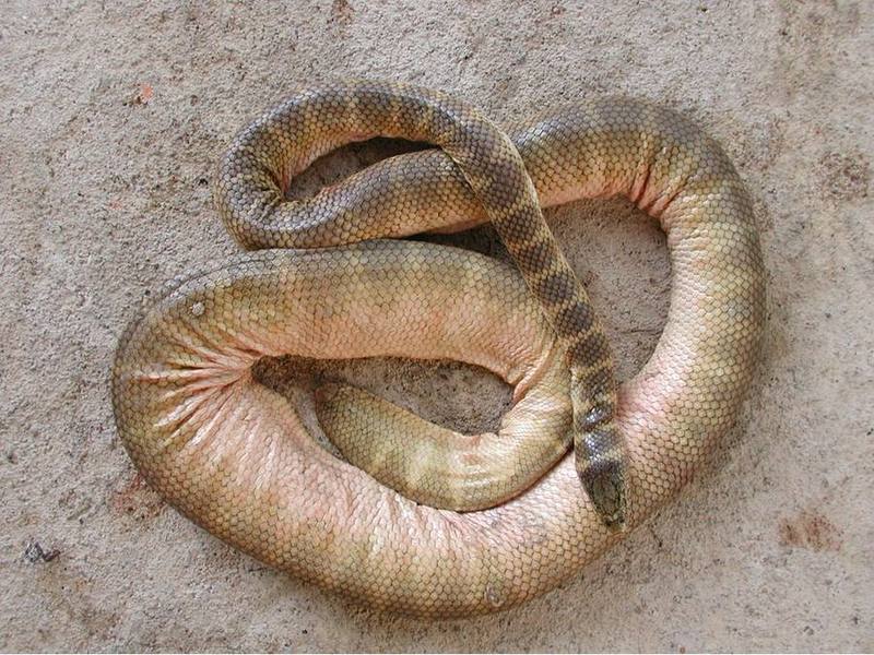 Belcher's Sea Snake
