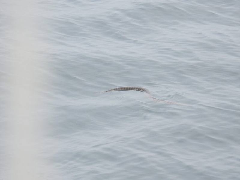 Spine-bellied Sea Snake