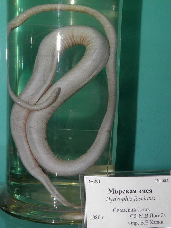 Banded Sea Snake