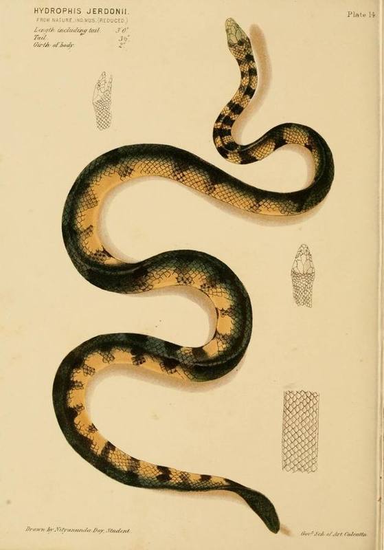 Jerdon's Sea Snake