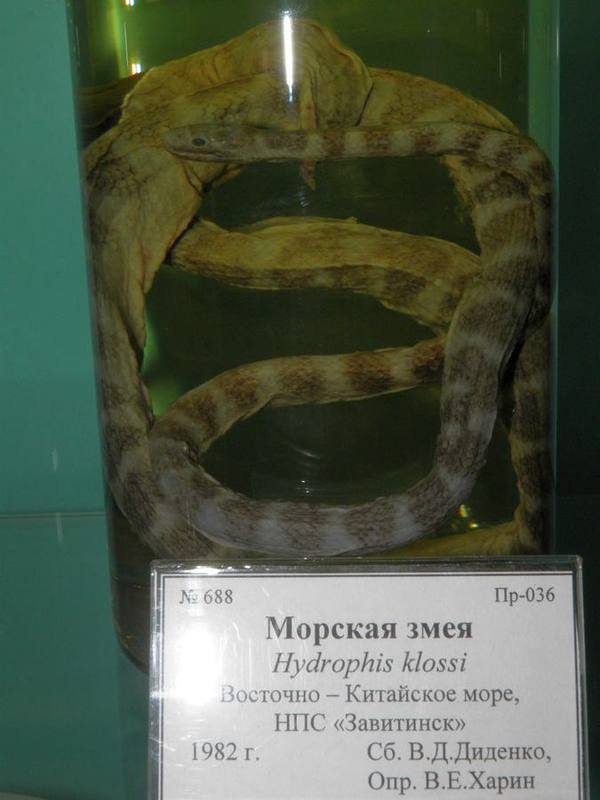 Greater Dusky Sea Snake