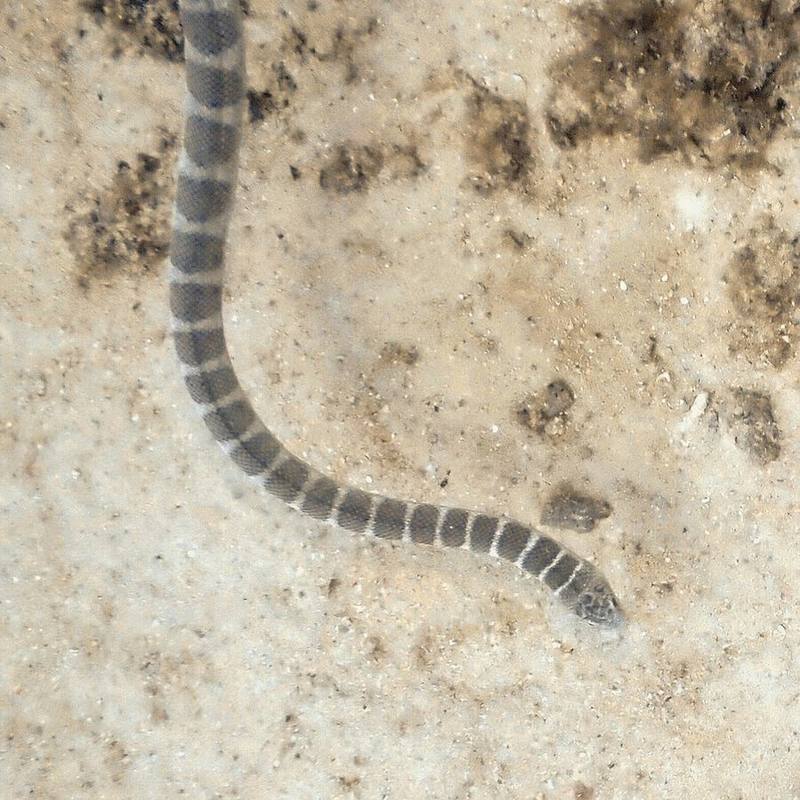 Ornate Sea Snake (Hydrophis lamberti)