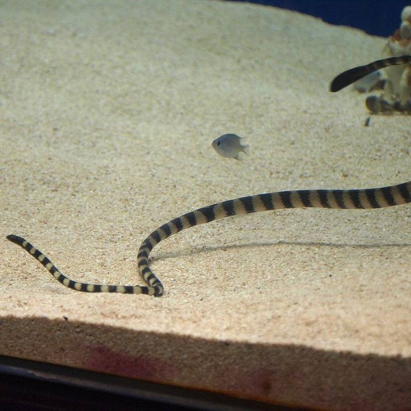 Slender-necked Sea Snake