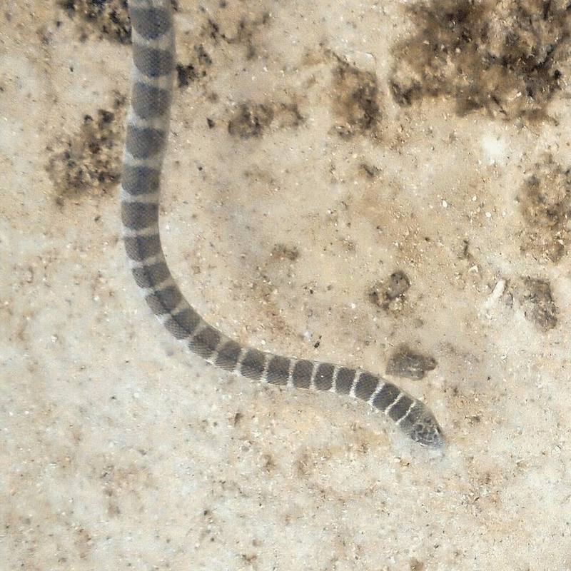 Ornate Sea Snake