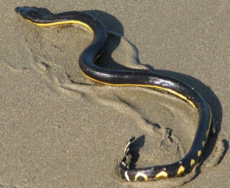 Yellow-bellied Sea Snake