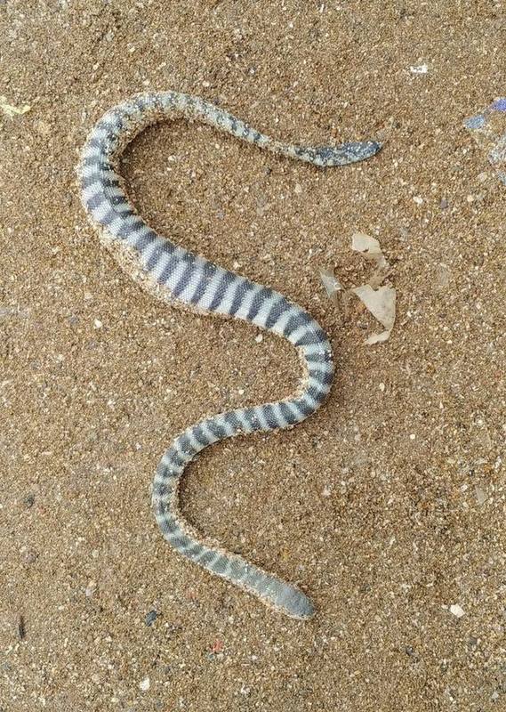 Beaked Sea Snake