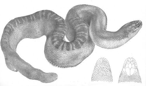 Stokes's Sea Snake