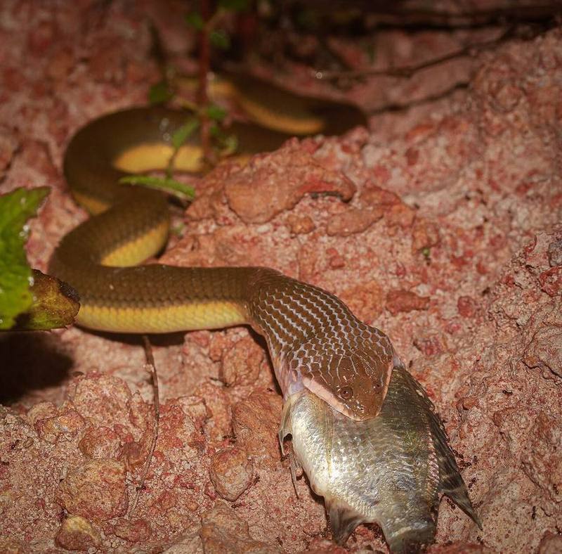 Murphy's Mud Snake