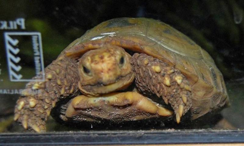 Elongated Tortoise