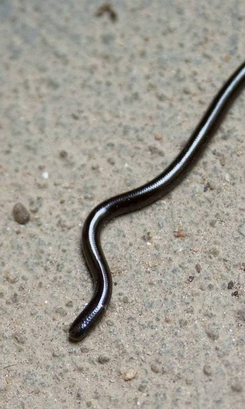 Brahminy Blindsnake
