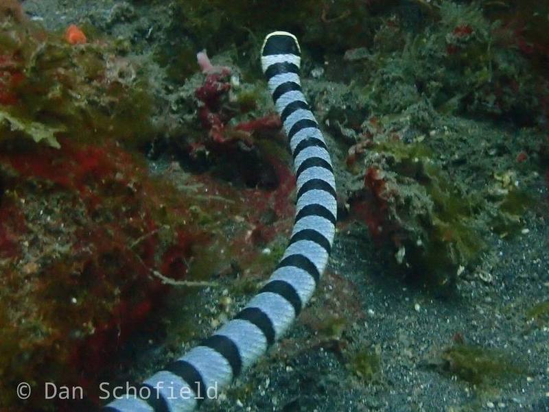 Yellow-lipped Sea Krait