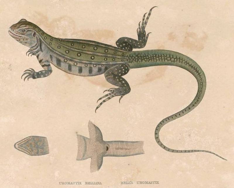 Bell's Butterfly Lizard