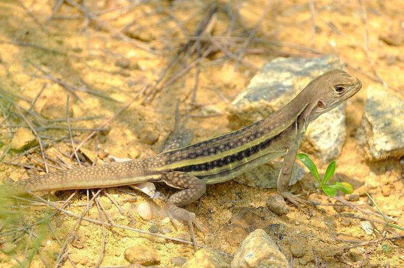 Leiolepis guentherpetersi