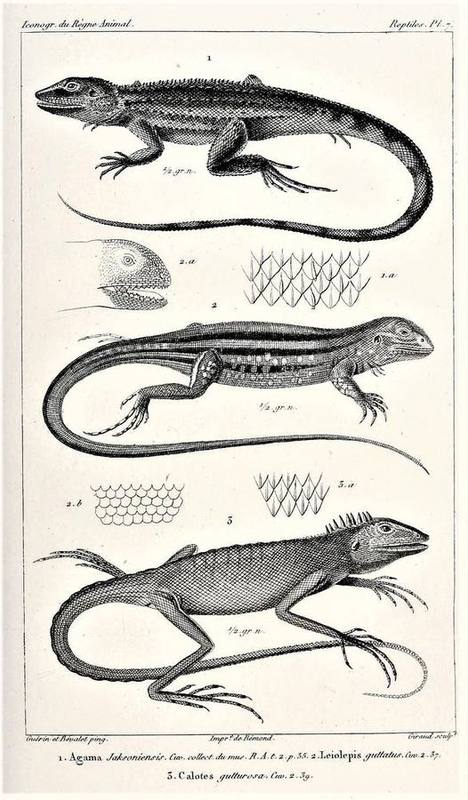 Giant Butterfly Lizard