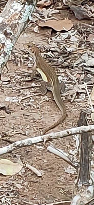 Reeves's Butterfly Lizard