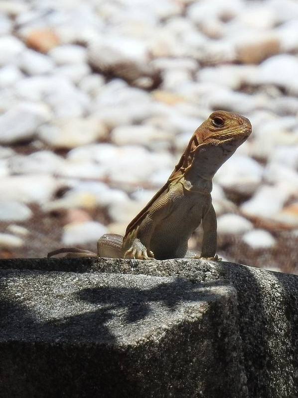Leiolepis rubritaeniata