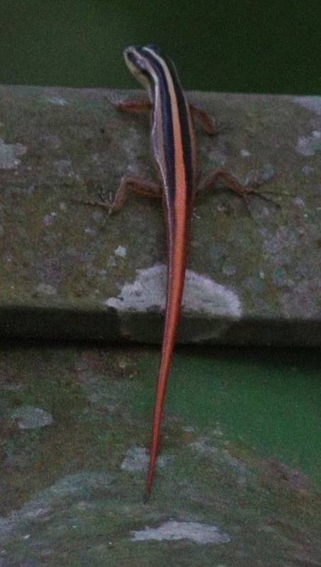 Lipinia trivittata