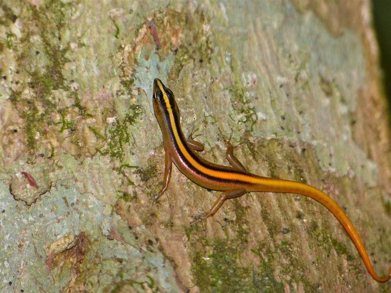 Striped Tree Skink