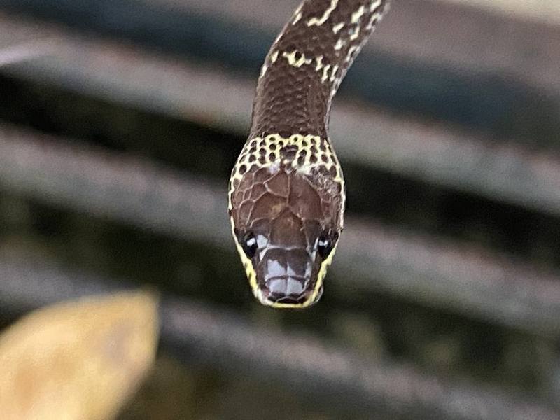Common Wolf Snake