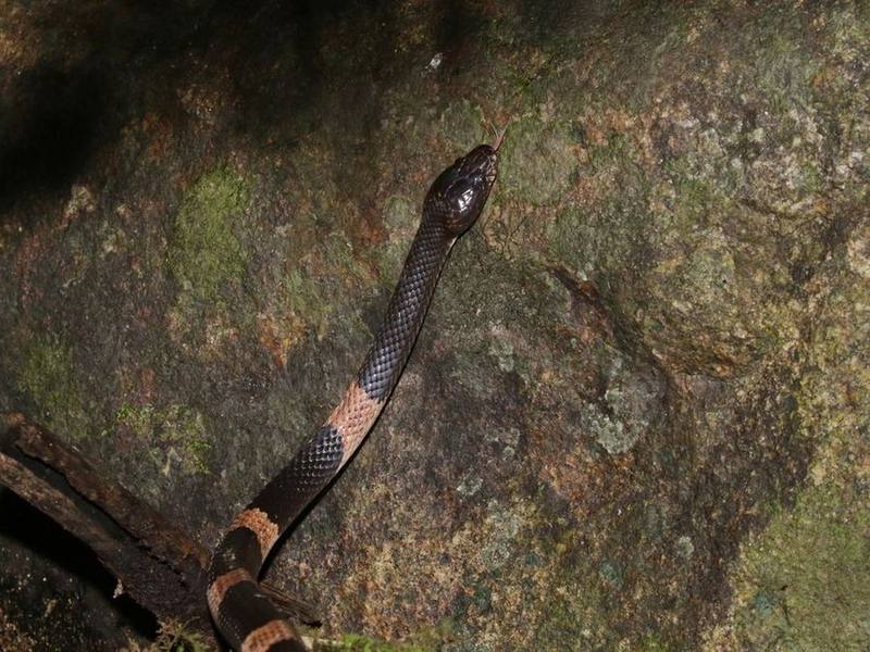 Cardamom Mountains Wolf Snake