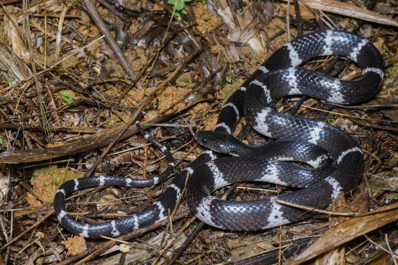 Lycodon chapaensis