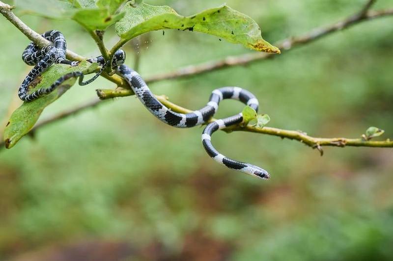 Blanford's Bridle Snake
