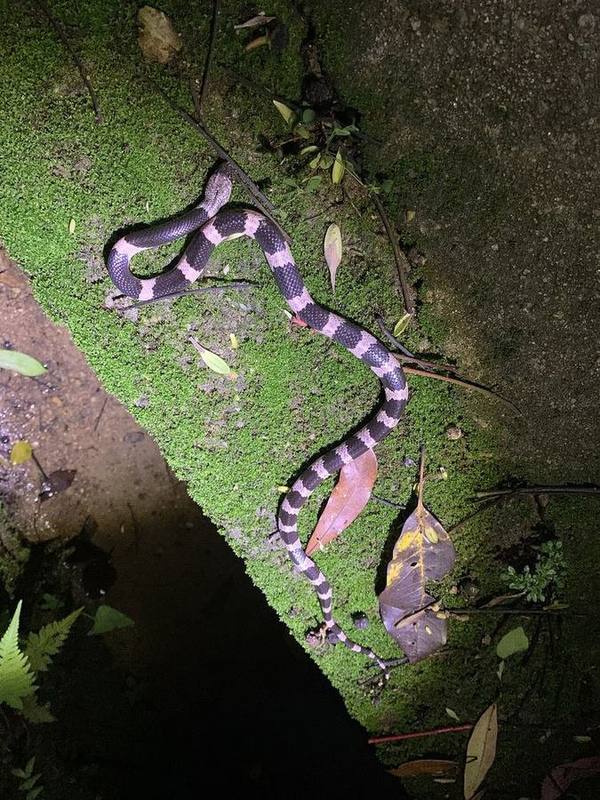 Futsing Wolf Snake