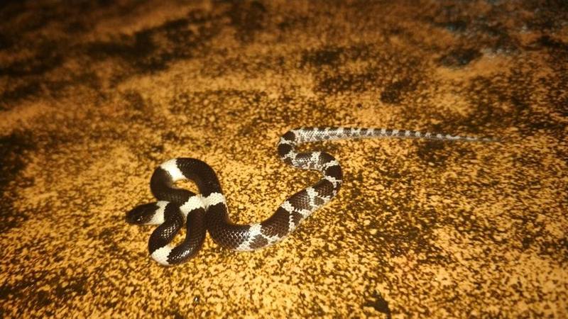 Laotian Wolf Snake