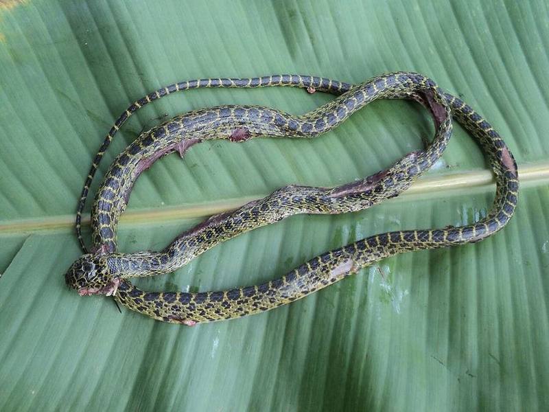 Vietnamese Large-toothed Snake