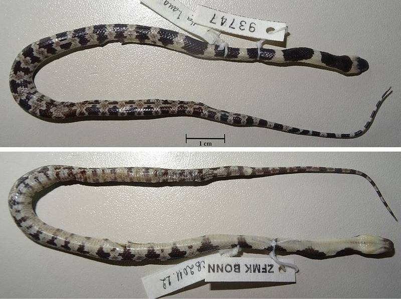 Lycodon pictus