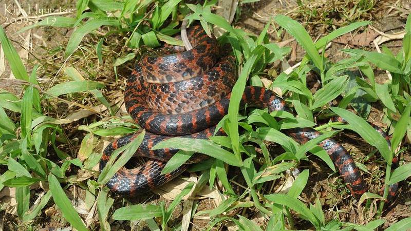 Lycodon rufozonatus