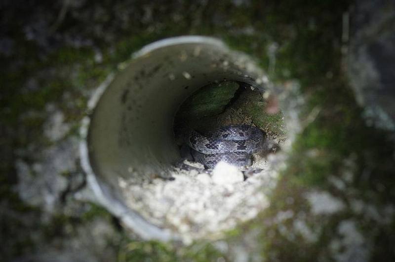 Ruhstrat's Wolf Snake
