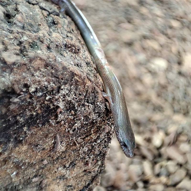 Thai Supple Skink