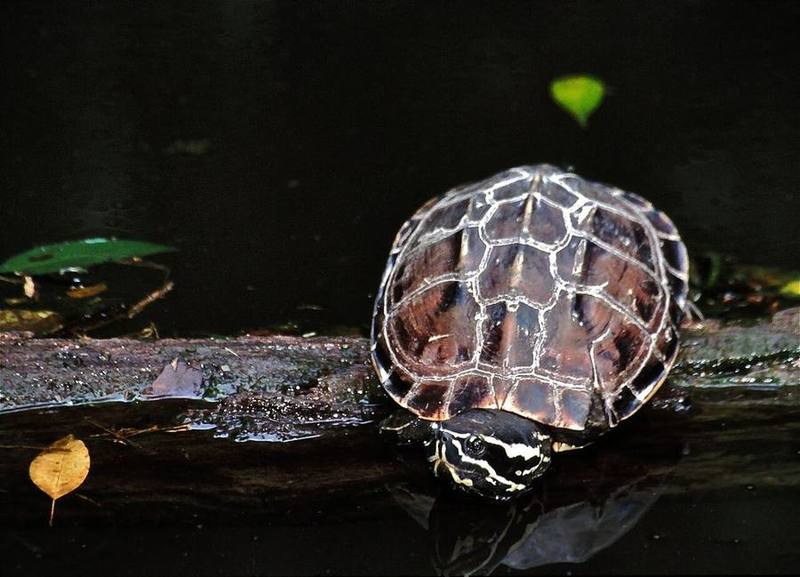 Mekong Snail-eating Turtle