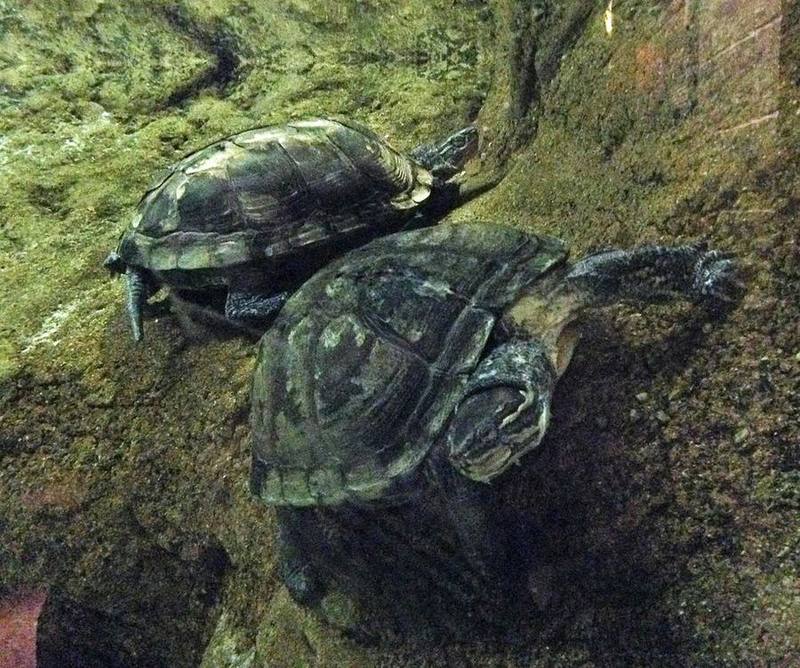 Vietnamese Pond Turtle