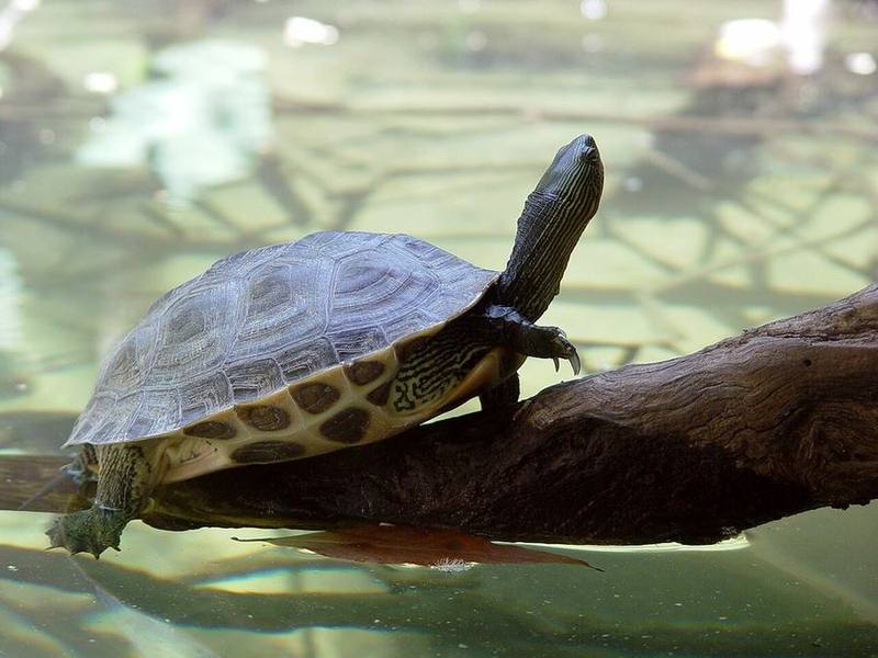 Chinese Stripe-necked Turtle