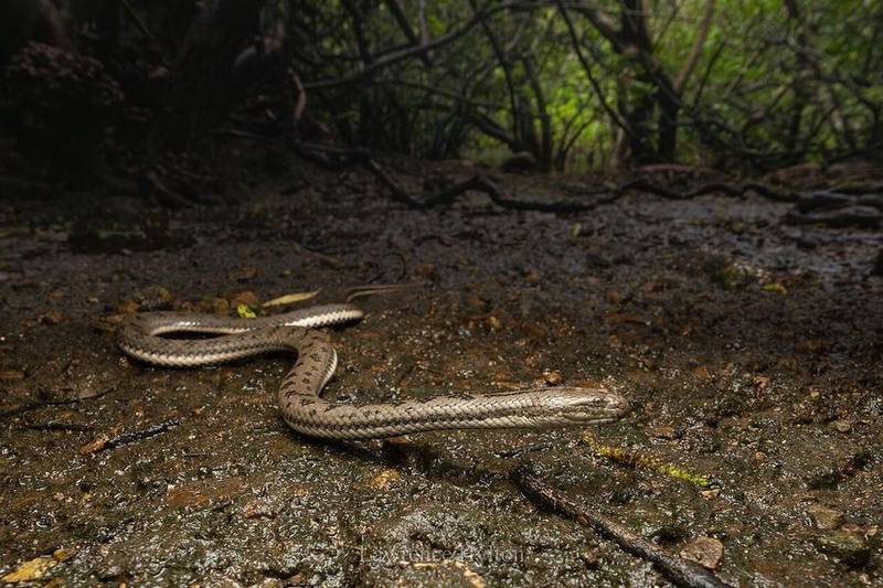 Myrrophis bennettii