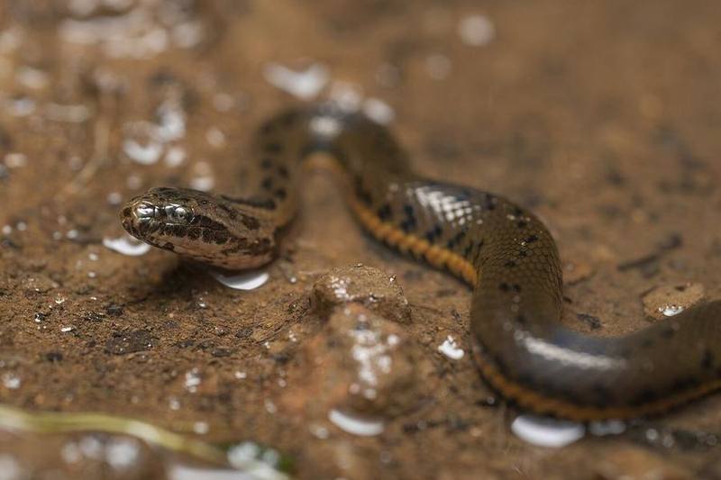 Chinese Water Snake