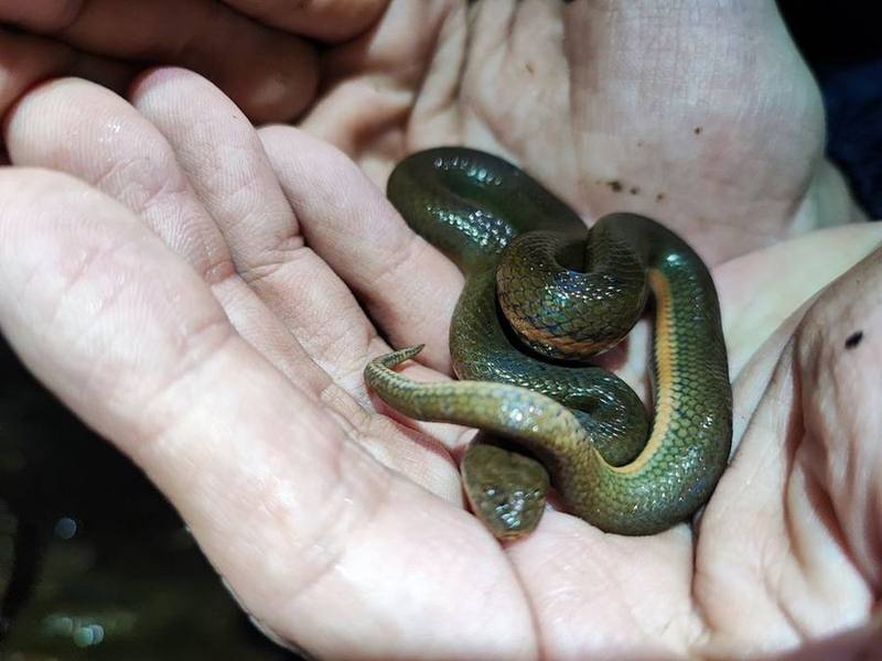 Myrrophis dakkrongensis