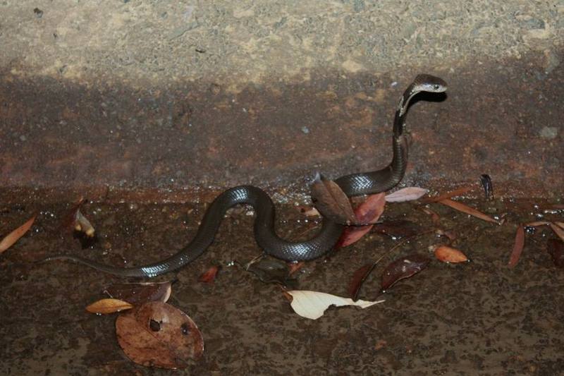 Chinese Cobra