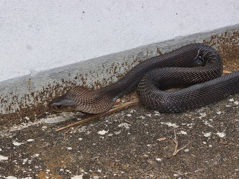 Brown Banded Cobra