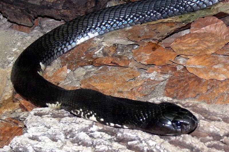Siamese Spitting Cobra