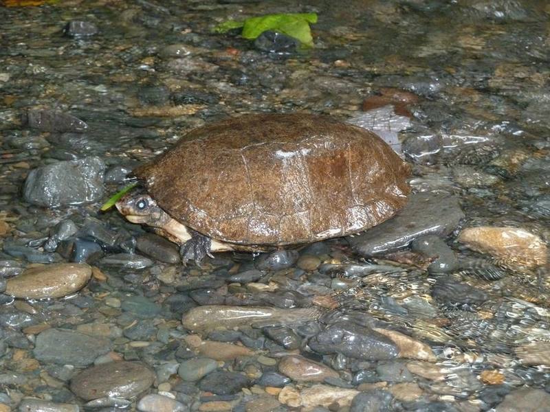 Malayan Flatshell Turtle